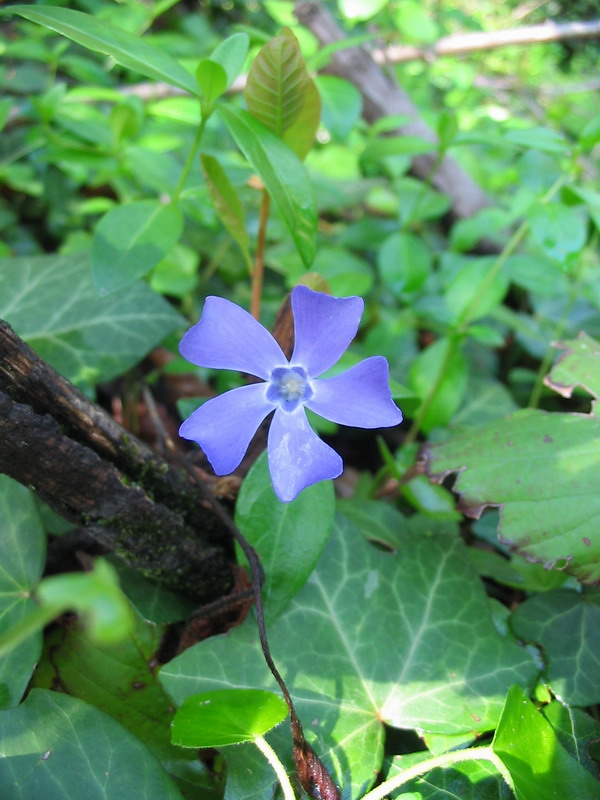 Il colore viola